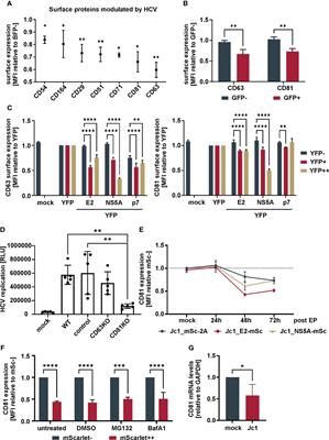 CD81 suppresses NF-κB signaling and is downregulated in hepatitis C virus expressing cells